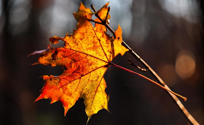 Безумная осень 2024. Синоптики удивили россиян прогнозом погоды на сентябрь-ноябрь 2024