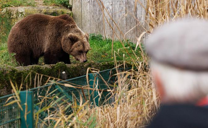 Медведи атаковали российский регион