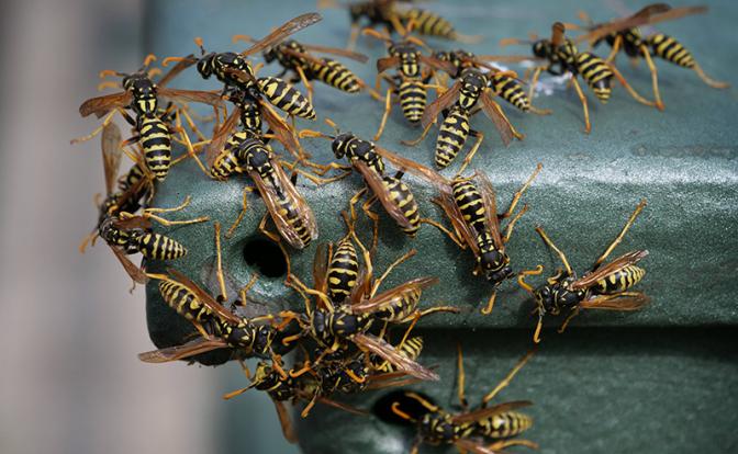 СМИ: Дети пострадали после нападения роя ос в детсаду на востоке Москвы