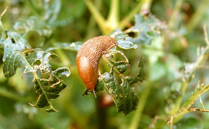 Эксперт рассказал, как бороться с гигантскими слизнями, атаковавшими Россию