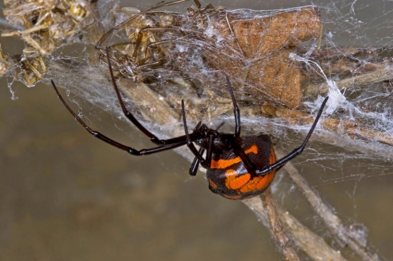 На фото: вероятнее всего мужчину укусил каракурт. 