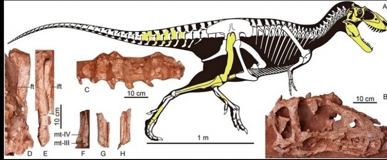 Иллюстрация: ископаемые останки Asiatyrannus xui