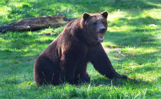 В Приморье медведь растерзал отца и сына