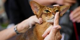 Пушистые экспонаты: Абиссинская, канадский сфинкс, бирманская. Как прошел конкурс красоты среди кошек