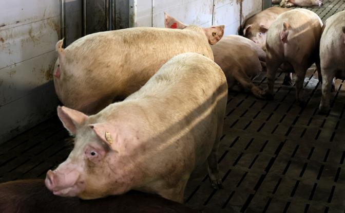 Смерть в свинарнике: тело красноярской школьницы нашел ее парень