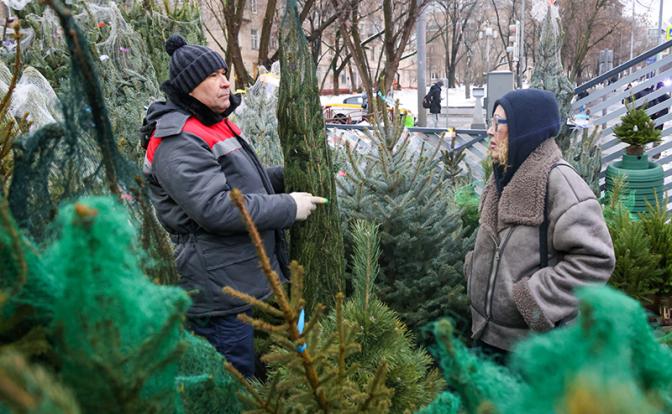 Ёлки-моталки. Съездить за зелёной красавицей в Белоруссию дешевле, чем купить у нас на базаре