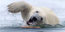 Поймать муху на морде льва: Победители конкурса снимков дикой природы 2025 года