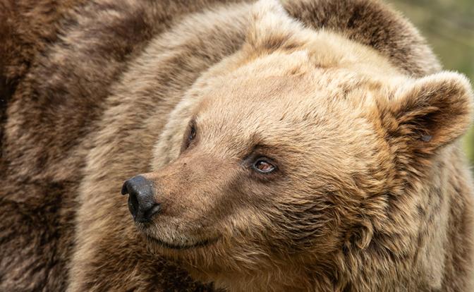 Медведи проснулись: Башкирию начали третировать косолапые. Нападают внезапно, страшно калечат