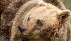 Медведи проснулись: Башкирию начали третировать косолапые. Нападают внезапно, страшно калечат