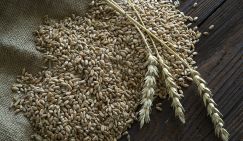 De Morgen: Украина не готова соблюдать «зерновую сделку»