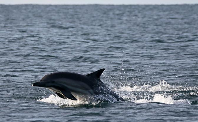 Более ста мертвых дельфинов обнаружили в Крыму
