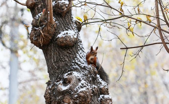 В Гидрометцентре сообщили, когда закончится снегопад в Москве