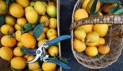 В Турции померзли лимоны. Скоро их к нам из Африки повезут самолетами. 5 лет назад цена взлетела вдвое
