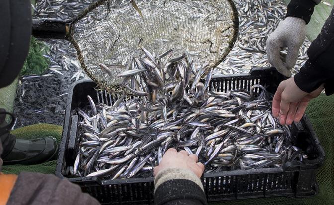 Кровожадная корюшка: Питерский деликатес за любовь к себе берет немалую плату