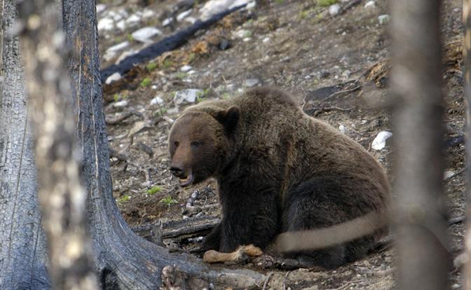 Медведь вломился в дом к пенсионеру и покалечил его