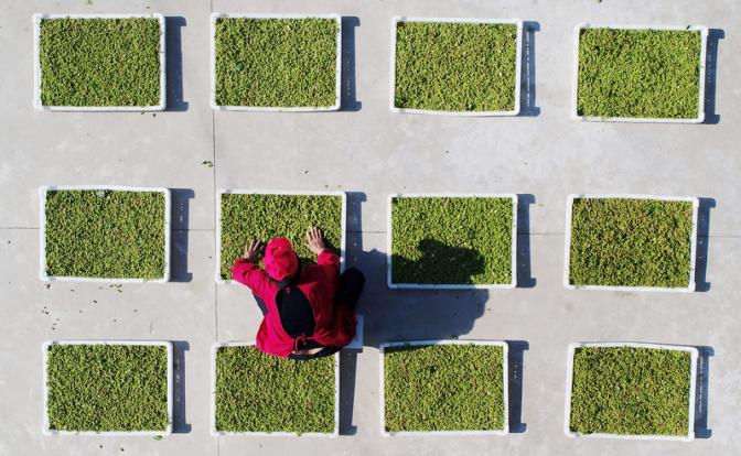 На фото: сбор урожая шелковицы в Китае.