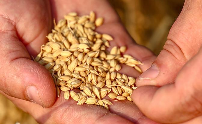 Президент Российского зернового союза заявил о картельном сговоре на рынке экспорта зерна из РФ