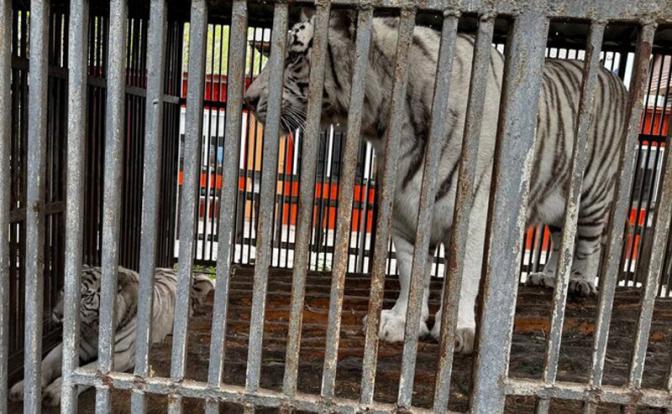 В Мариуполе тигр загрыз работника зоопарка