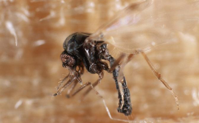 Челюсти – в центре России. На дачников развернута настоящая охота