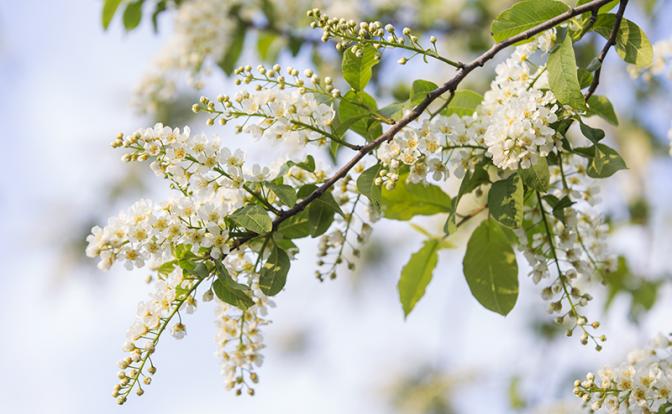 Лютые «черемуховые холода»: Пермь засыпало рекордным снегом