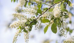 Лютые «черемуховые холода»: Пермь засыпало рекордным снегом