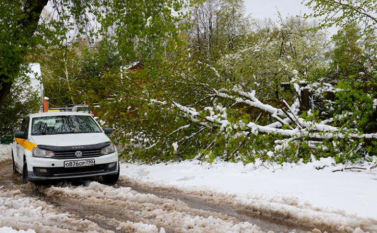 На фото: поваленные после снегопада деревья, Дмитровский район, Московская область.