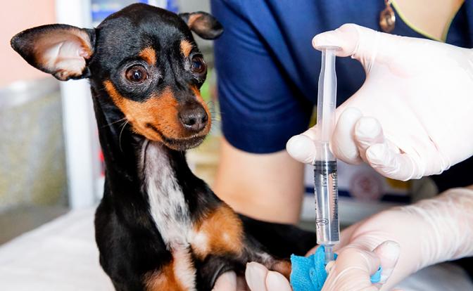Программа бесплатной вакцинации домашних животных стартовала в Москве