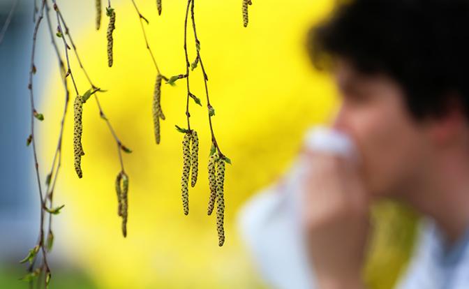 Ужас аллергика: Концентрация пыльцы березы в 1000 раз превысила норму в Москве