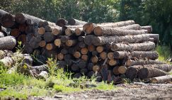 Лесоповал: Финляндия предложила украинским беженцам самим добывать себе евро-пайку