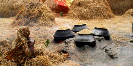 Как выращивают рис в Бангладеш: Яркие кадры с полей