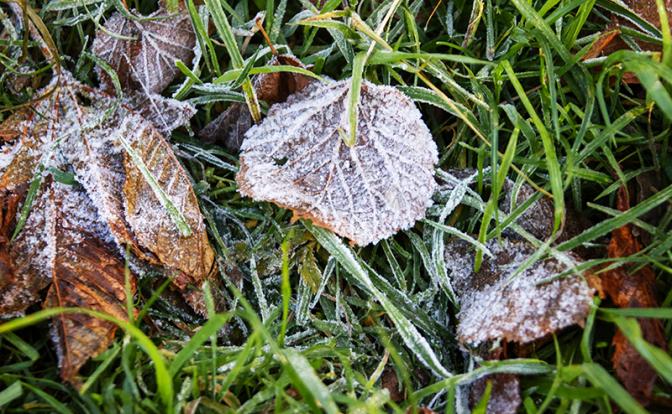 В Подмосковье зафиксировали заморозки