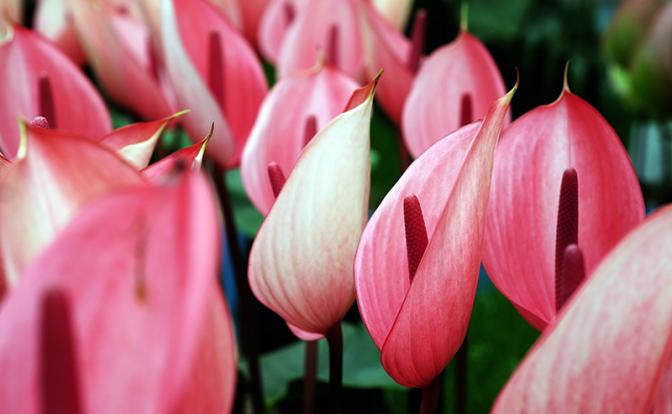 Биолог назвал потенциально опасные растения