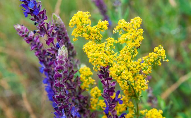 «Завел дачу – начинай сушить сухари»: Как скоро дачников станут сажать за шалфей?