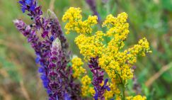 «Завел дачу – начинай сушить сухари»: Как скоро дачников станут сажать за шалфей?