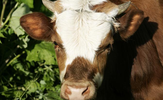 Бык насмерть забодал человека в Пермском крае