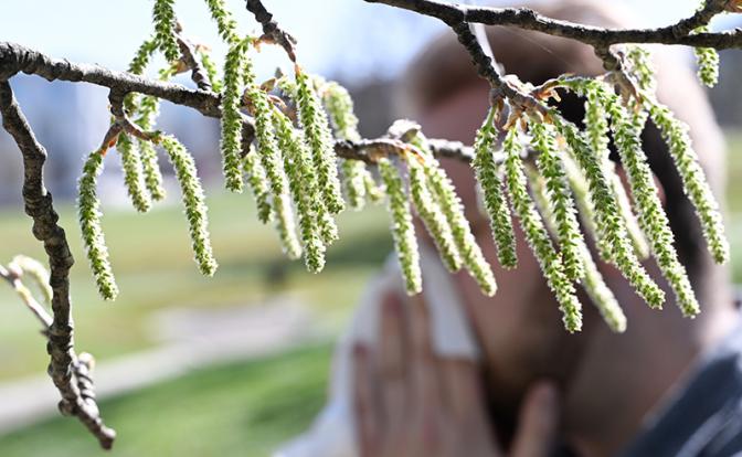 Россиянам рассказали, как облегчить симптомы аллергии в период цветения берёзы