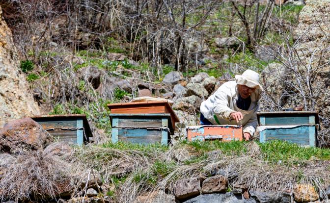 Эксперт рассказал о приближающейся катастрофе для пчеловодов