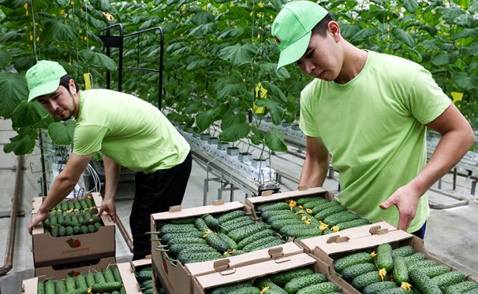 Гримасы санкций: Польша подсела на русский огурец, закупает на миллионы евро, хрустит и радуется