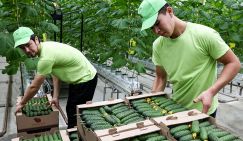 Гримасы санкций: Польша подсела на русский огурец, закупает на миллионы евро, хрустит и радуется