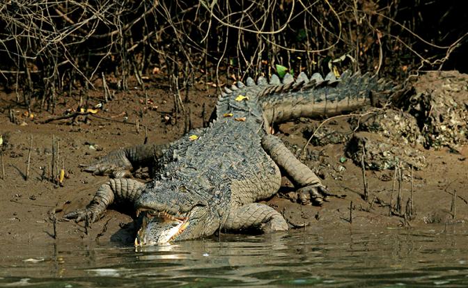 На фото: трагическое событие произошло, когда фермер, 55-летний Ганка Тумпа, работал недалеко от берега реки.
