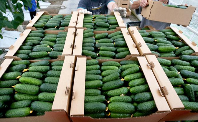 «Огуречная бомба» должна взорвать мозг не полякам, а нашим властным структурам