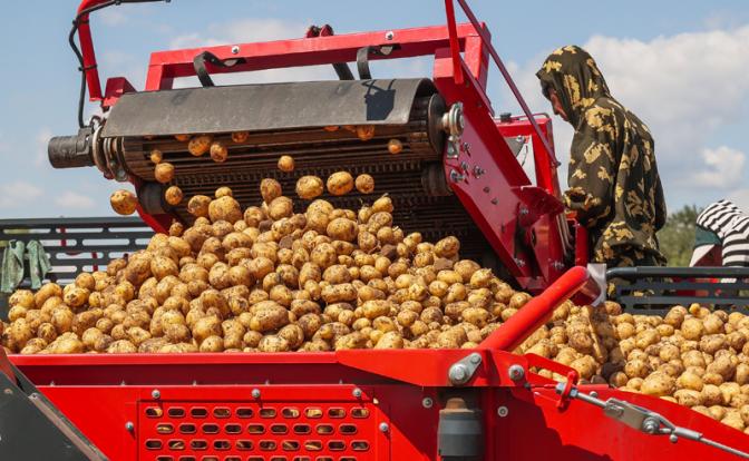 Грандиозный картофельный скандал: "Минсельхоз наносит России вреда больше, чем Зеленский", уверены фермеры