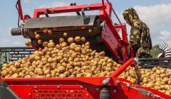 Грандиозный картофельный скандал: "Минсельхоз наносит России вреда больше, чем Зеленский", уверены фермеры