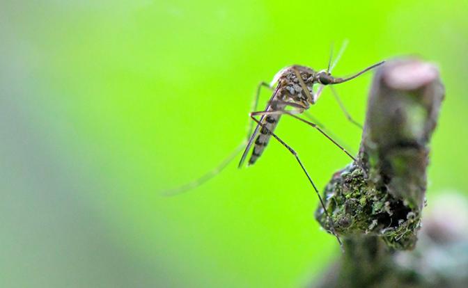 Онищенко предупредил об опасности комаров, переносящих лихорадку