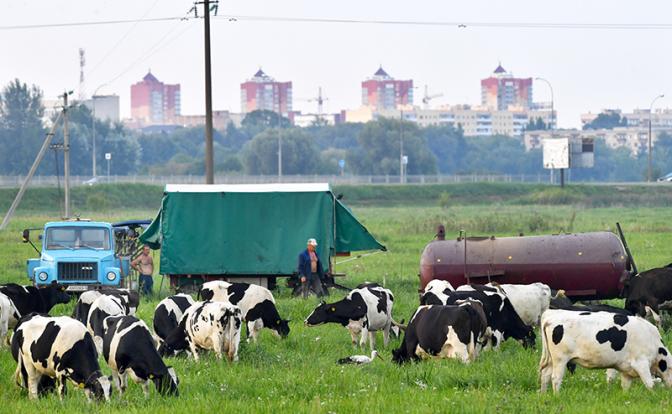 "Скотская проблема" в Белоруссии: Безалаберность на местах или диверсия извне?