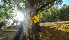 Секреты Цзинлуо: Китай охватила мания «крокодильего ползанья» и "обнимашек" с деревьями