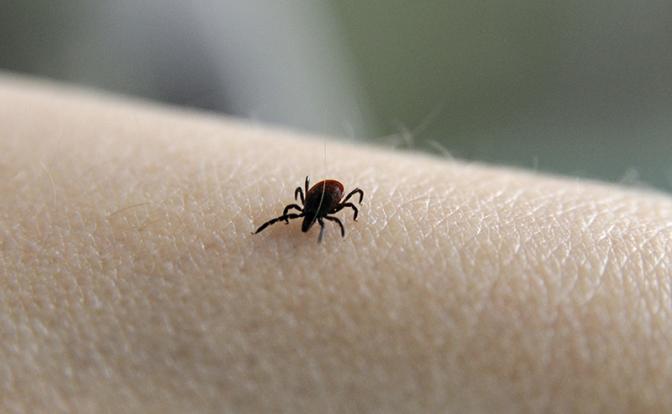 Два человека скончались от укусов клещей в Новосибирской области, еще пятеро в реанимации