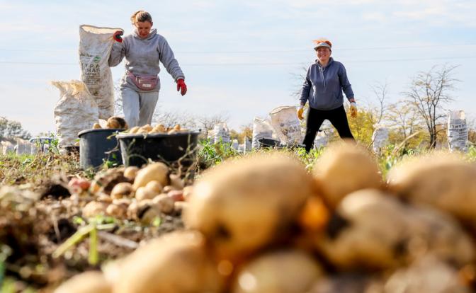 «Наручники на стол»: Лукашенко у себя навел порядок с картошкой, что нам мешает так же поступить?