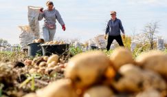 «Наручники на стол»:  Лукашенко у себя навел порядок с картошкой, что нам мешает так же поступить?