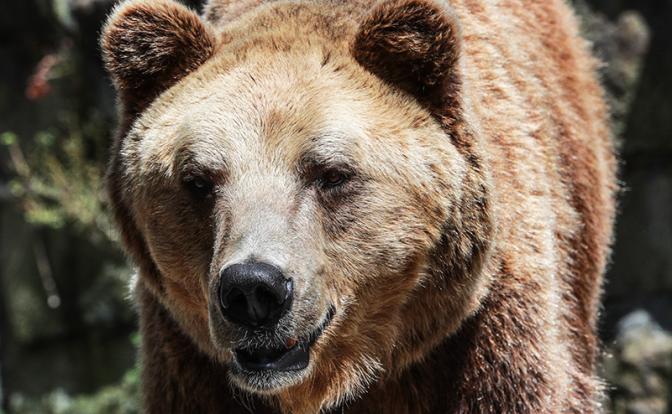 Медведь растерзал двоих мужчин на Сахалине